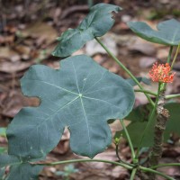 Jatropha podagrica Hook.